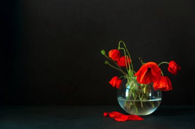 Siyah arka planda bir buket kırmızı haşhaş. Anma Günü konsepti