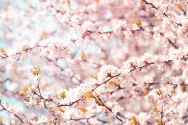Bahar zamanı mavi gökyüzüne karşı pembe kiraz çiçekli sakura. Doğa geçmişi. Yumuşak odak