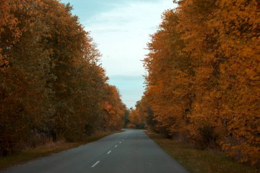 Sonbahar ormanlarında asfalt yol bomboş. Doğa sonbahar arkaplanı