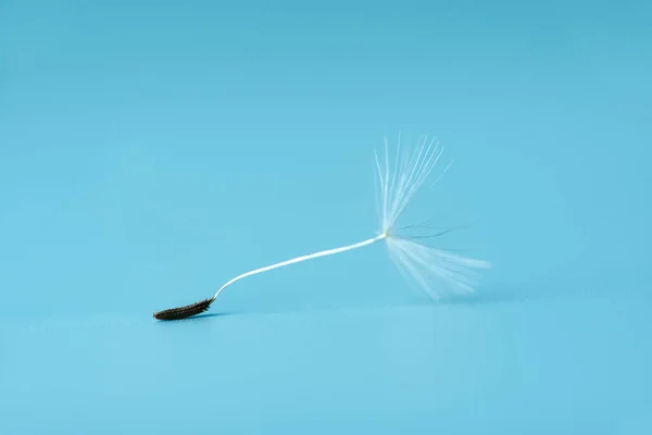 Weiße Pusteblume Löwenzahnsamen Auf Blauem Hintergrund Makro Weicher Fokus — Stockfoto