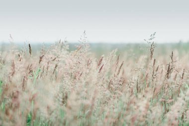 Gün batımında yabani otların olduğu bir yaz çayırı. Yumuşak odak