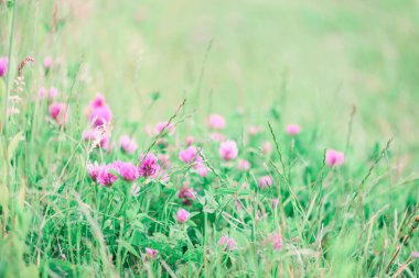 Çiçekli yoncalarla ve gün batımında yeşil otlarla dolu bir yaz çayırı. Yumuşak odak
