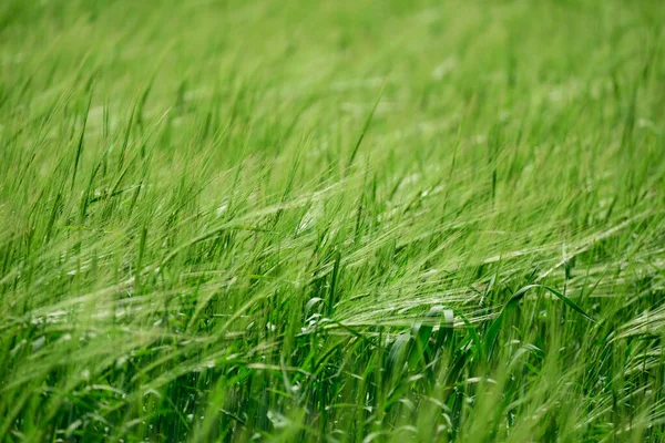 Campo Trigo Verde Día Soleado Enfoque Suave — Foto de Stock