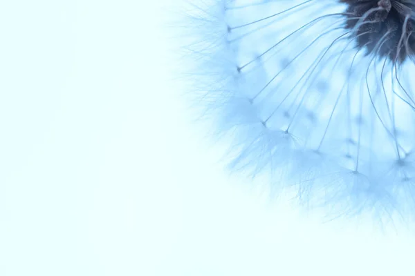 Белый Одуванчик Мячом Синем Фоне Макро — стоковое фото