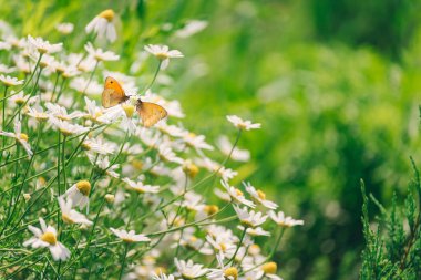 Sarı kelebekler papatya çiçeği tarlasında. Doğa yaz arkaplanı. Yumuşak odak