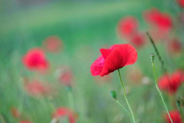 Kırmızı gelincik çiçekleri yeşil tarlayı süslüyor. Yumuşak odak