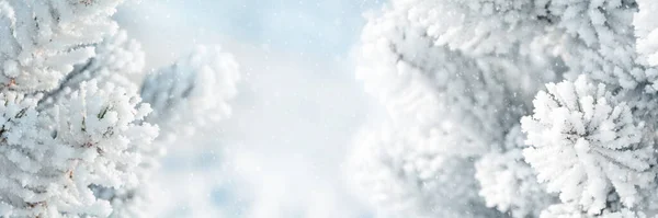 Schöne Tannenzweige Die Mit Schnee Bedeckt Sind Konzept Zur Weihnachtsfeier — Stockfoto