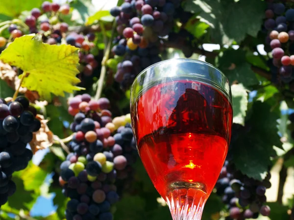 Wino z winogron — Zdjęcie stockowe