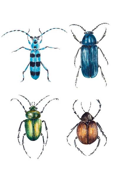 白を基調としたカラフルな甲虫の水彩画 美しい昆虫の手描きイラスト — ストック写真