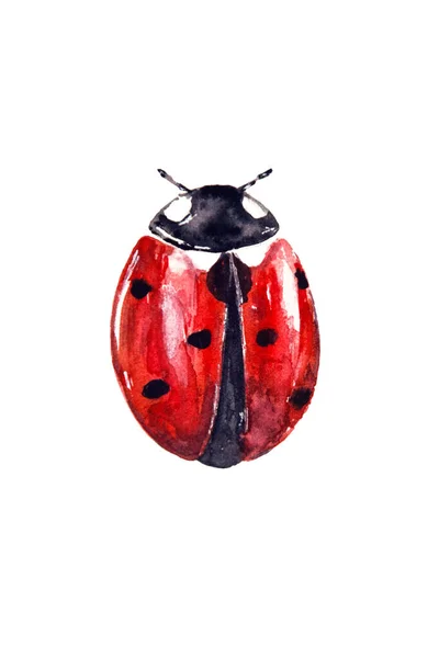 Dessin Aquarelle Coccinelle Rouge Isolé Sur Fond Blanc Illustration Main — Photo