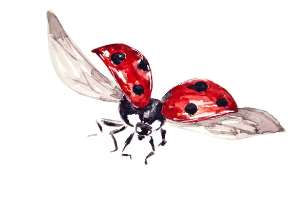 白い背景に隔離された赤いてんとう虫の水彩画 テントウムシ テントウムシの手描きイラスト — ストック写真