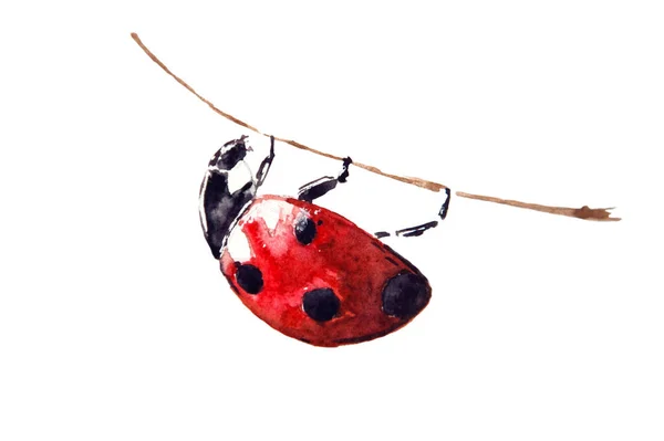 Watercolor Drawing Red Ladybug Isolated White Background Handmade Illustration Ladybeetle — Stock Photo, Image
