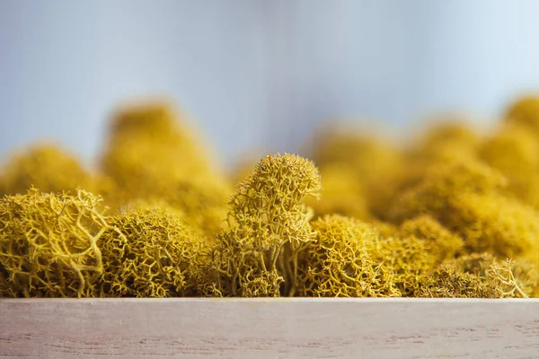 Yellow moss, close up. Decorative stable preserved moss for landscaping, floral design, interior design