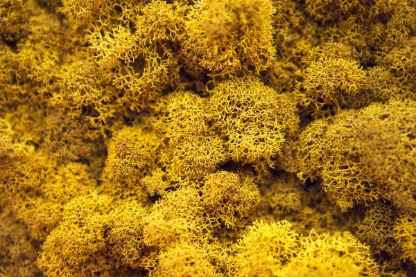 Yellow moss texture, close up. Decorative stable preserved moss for landscaping. Moss background, floral design, interior design