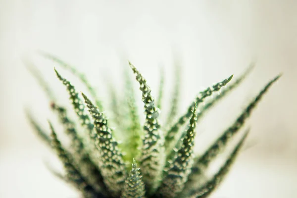 Afwisselend Sappig Close Aloë Vera Plant Natuurlijke Biologische Vernieuwing Cosmetica — Stockfoto