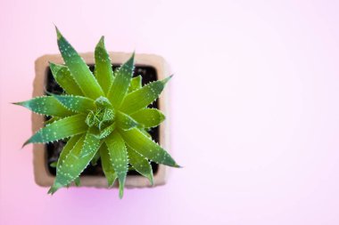 Pembe arka planda yeşil sulu tencere. Ev bitkisi, düzlük, kopyalama alanı