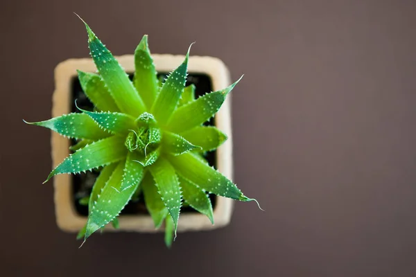 Suculenta Verde Maceta Sobre Fondo Marrón Oscuro Planta Casa Planta — Foto de Stock