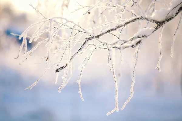 Заморожені Гілки Красивий Пейзаж Холодна Зима — стокове фото