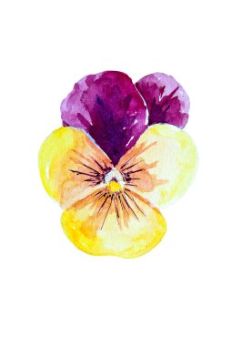 Beyaz arka planda izole edilmiş, çabucak öp beni çiçeğinin suluboya resmi. Elle boyanmış bahçe menekşesi çizimi. Pansy, kalp rahatlığı, aylaklık aşkı
