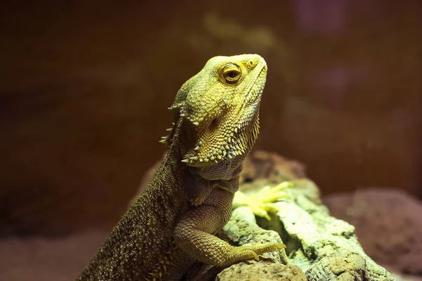 Agama Eidechse Gelbe Und Grüne Lakritze Aus Nächster Nähe — Stockfoto