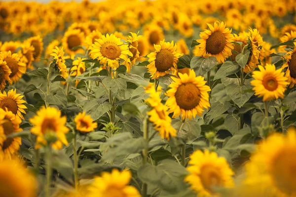 Sunflowers field. Yellow flower. Sunflower texture background pattern