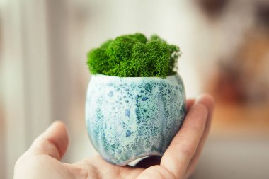 Çevresel iç mekanlar için yeşil sabitlenmiş yosun. Dekoratif yosun genel konsept resmi