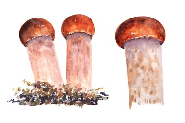 Beyaz arka planda izole edilmiş mantarların suluboya çizimi. Elle boyanmış kırmızı başlık resmi..