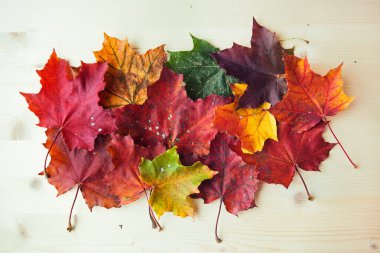 Ahşap arka planda çok renkli sonbahar akçaağaç yaprakları. Renkli yaprak
