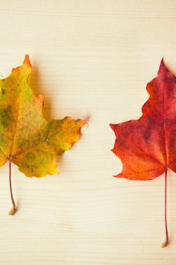 Ahşap arka planda çok renkli akçaağaç yaprakları. Renkli sonbahar yaprağı