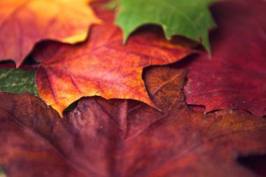 Çok renkli akçaağaç yaprakları arka planda kalır. Renkli sonbahar yaprağı dokusu