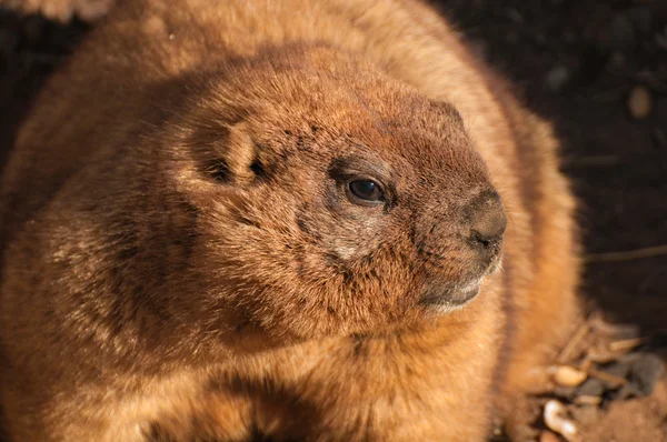 Murmeltier — Stockfoto