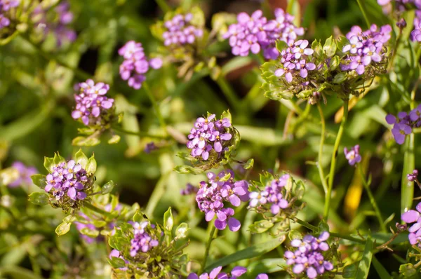 Sommerblumen auf dem grünen Hintergrund — Stockfoto