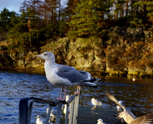 Fiskmås — Stockfoto