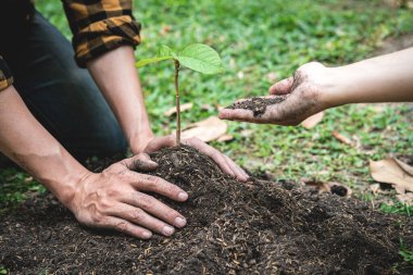 İki adam tohum ve koruma taşımaya yardım ediyor. Çevre için yeniden ağaçlandırma sırasında bahçeye ekilecek yeni fidanlar. Toprak için.