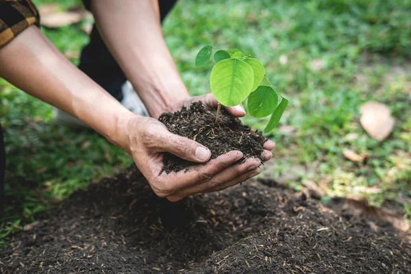 庭の土に移植する新世代の苗を保護するために若い芽の木を両手で持っている男地球環境のための森林再生 — ストック写真