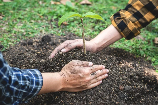 2人の男が苗を運ぶのを助け 環境地球のために一緒に植林中に庭に植えるための新しい成長苗を保護する — ストック写真