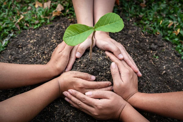 人々の手は土壌中の苗の新しい葉を保護し 若い植物が庭で成長するのを保護しながら 地球環境への森林再生 — ストック写真