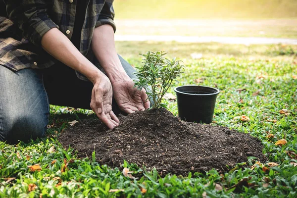 Sadzenie Przez Człowieka Sadzenia Glebie Ochrony Nowych Upraw Sadzonek Podczas — Zdjęcie stockowe