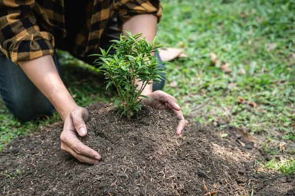 Människan Bär Plantering Två Händer Och Skyddar Nya Växande Plantor Stockfoto