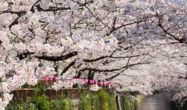 Güzel sakura kiraz çiçeği