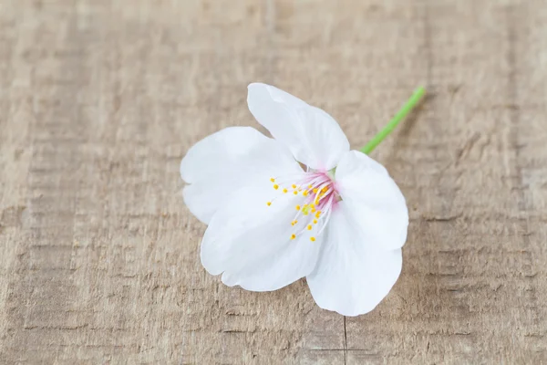 Красивый цветок сакуры — стоковое фото