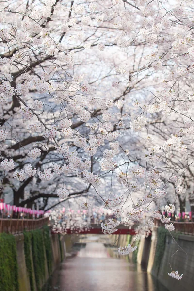 Hermosa flor de cerezo sakura — Foto de Stock