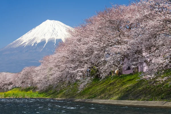 Berg Fuji en sakura cherry blossom — Stockfoto