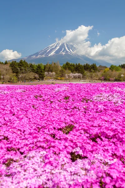 Mountain Fuji and pink moss field