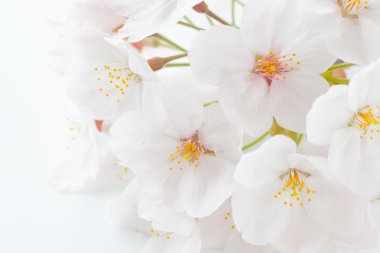 kiraz çiçeği sakura çiçekler