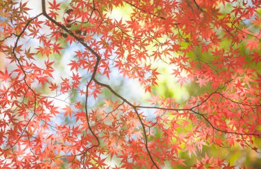 Ormanda sonbahar yaprakları