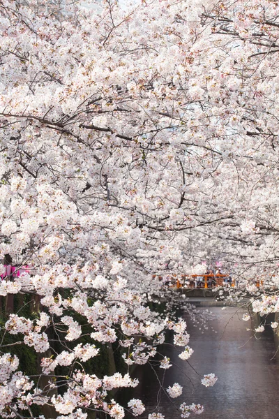 Gyönyörű sakura cherry blossom — Stock Fotó