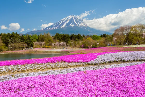 Mountain Fuji and pink moss field — Stock Photo, Image