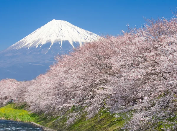 Berg Fuji en sakura cherry blossom — Stockfoto