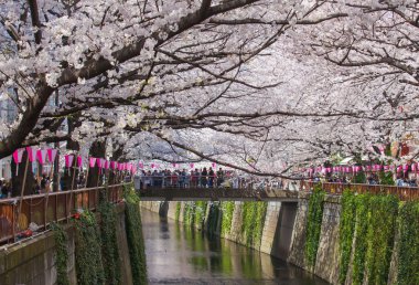 Güzel sakura kiraz çiçeği